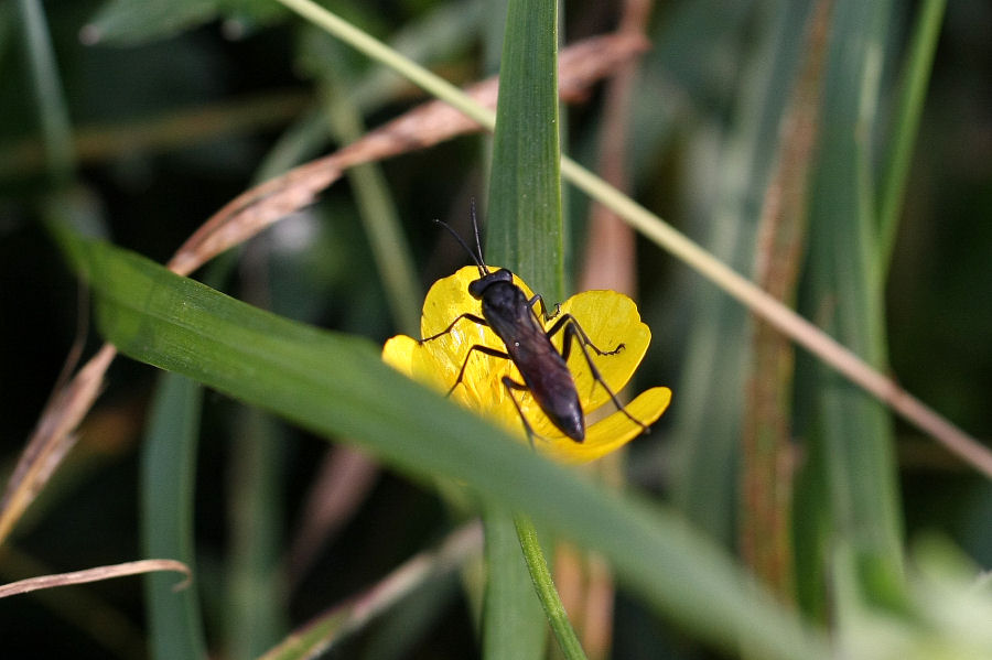Pompilidae?