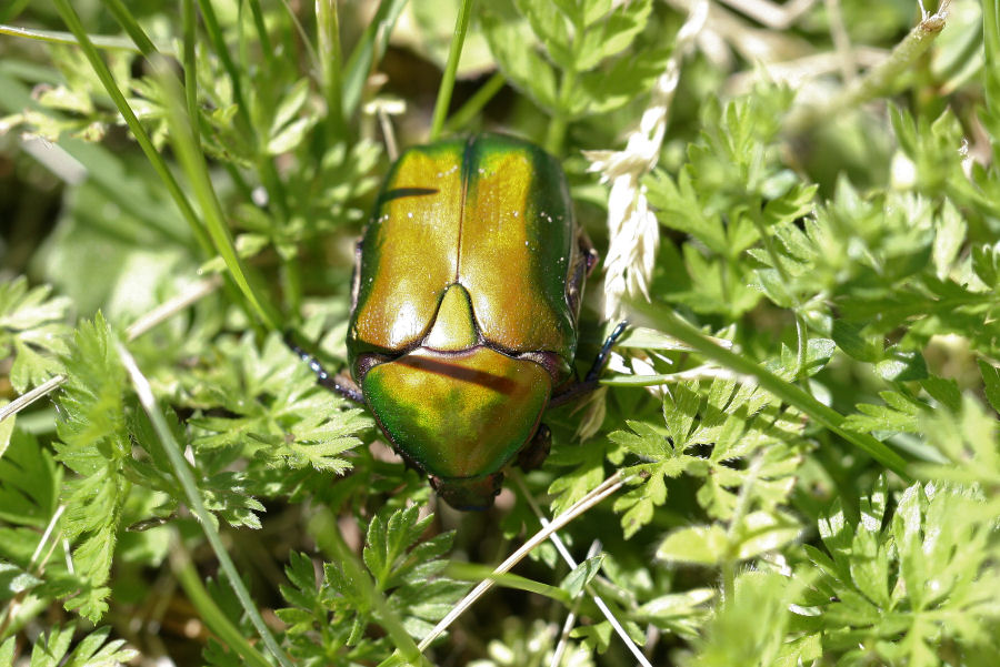 Cetoniidae: Protaetia cfr. affinis