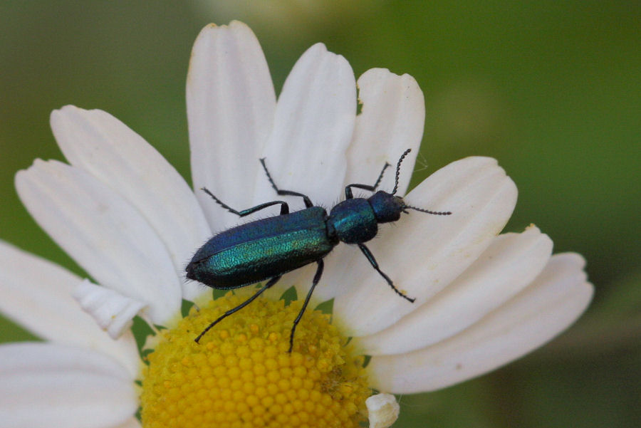 Dasytidae: Psilothrix viridicoerulea?