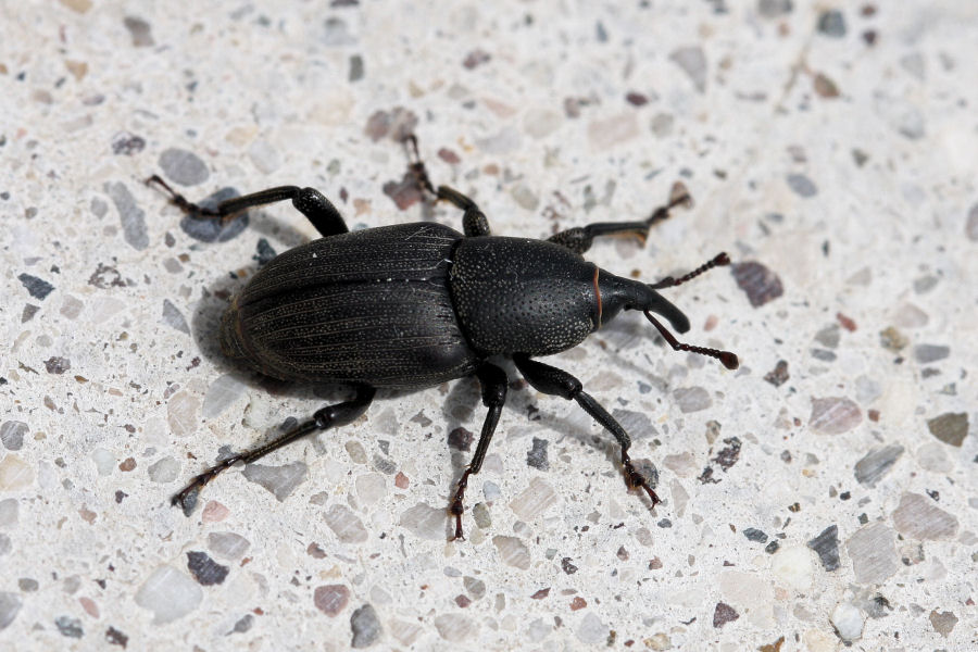 Sphenophorus cf. striatopunctatus (Dryopthoridae)