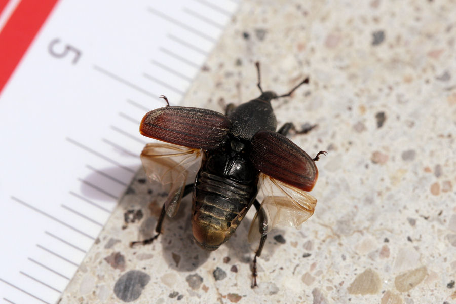 Sphenophorus cf. striatopunctatus (Dryopthoridae)