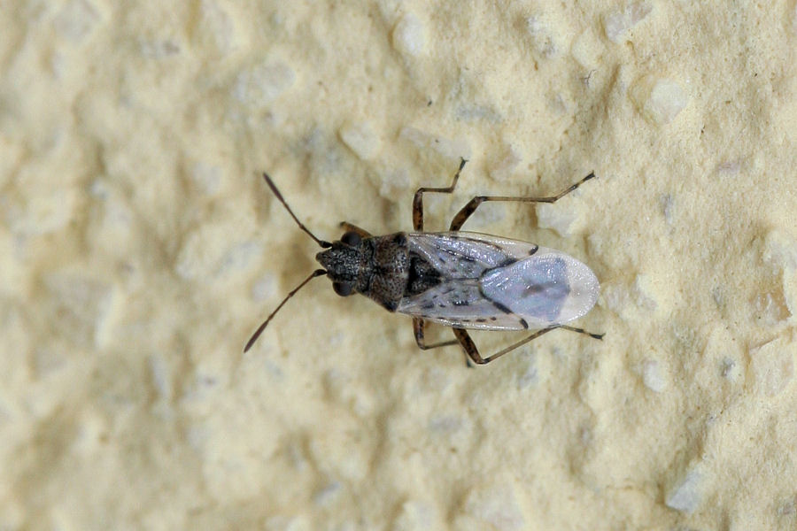 Lygaeidae: Nysius cf thymi dell''Emilia (BO)