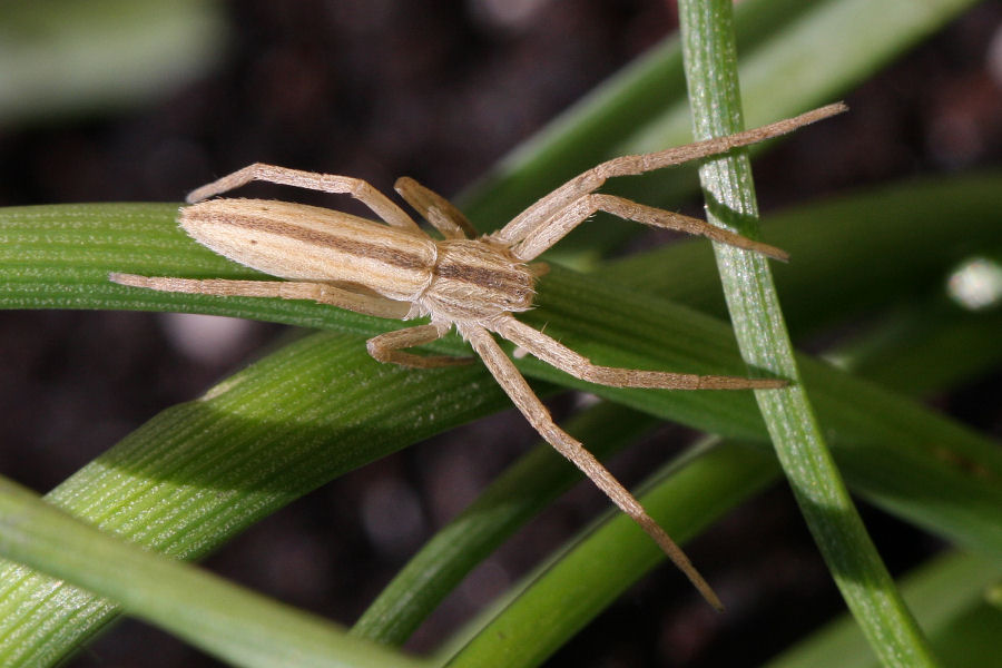 Philodromidae: Tibellus sp.