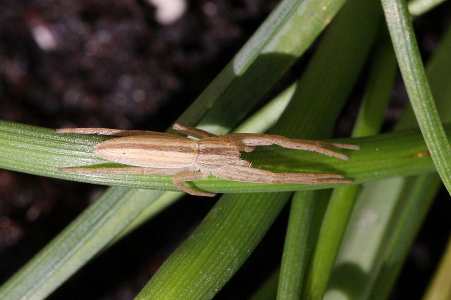 Philodromidae: Tibellus sp.
