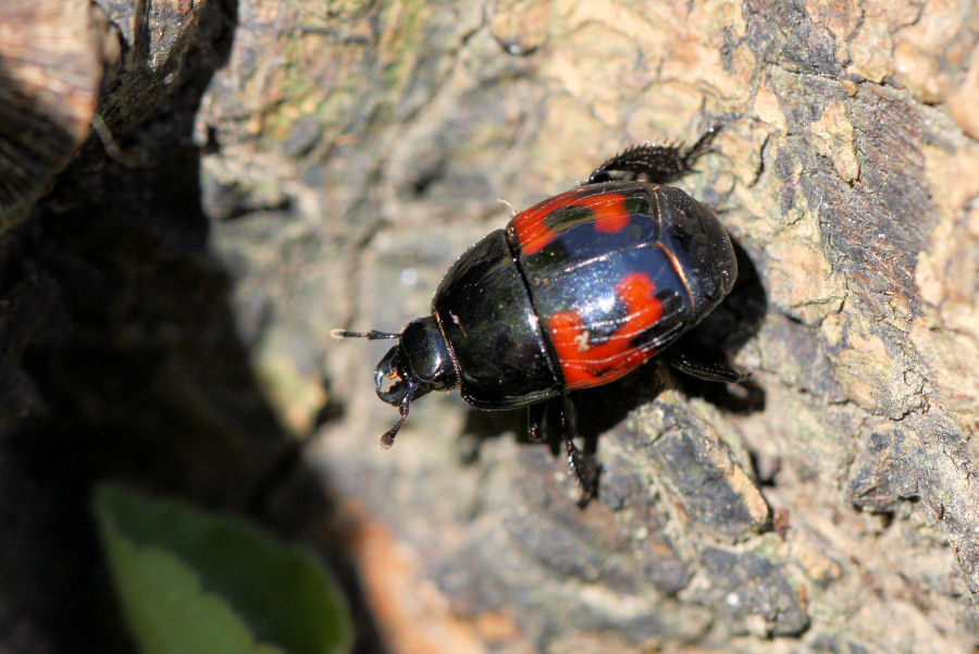 Histeridae: Hister quadrimaculatus