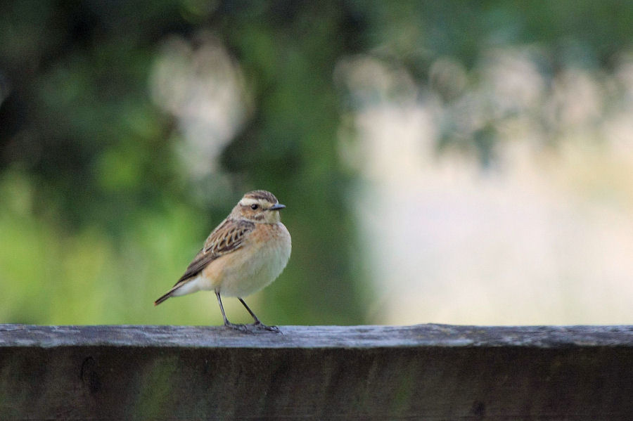 Il mio primo stiaccino