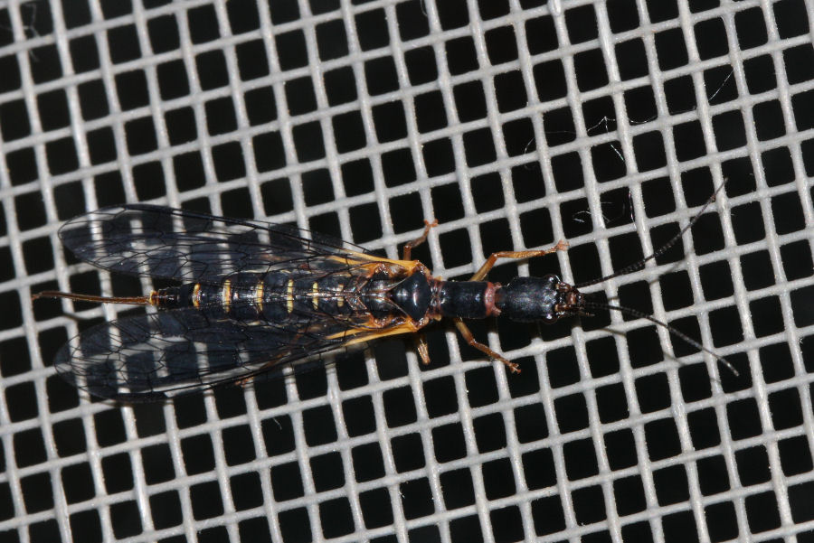 femmine di Inocellidae