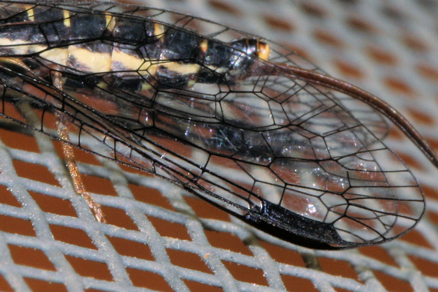femmine di Inocellidae