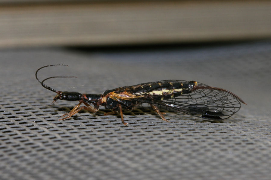femmine di Inocellidae