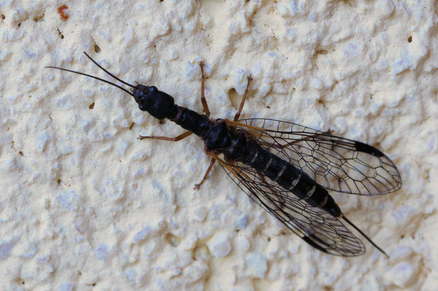 femmine di Inocellidae