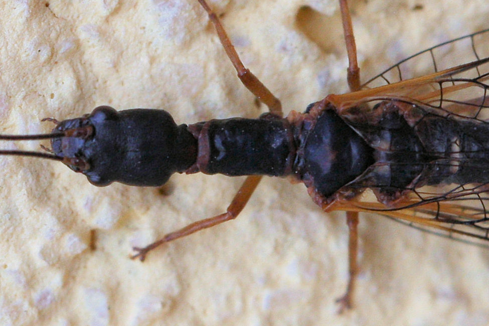 femmine di Inocellidae