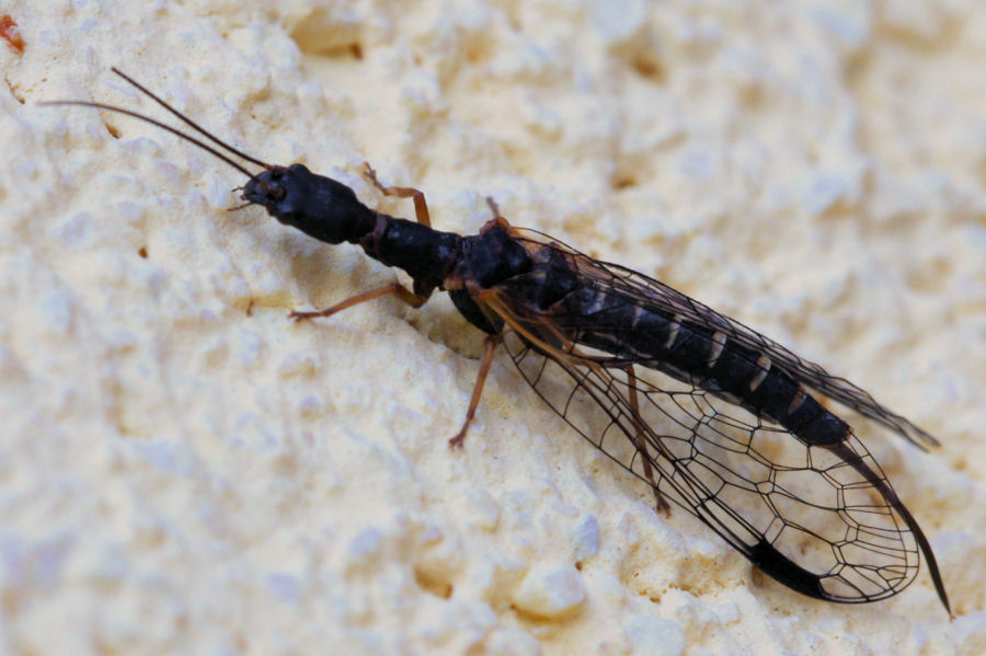 femmine di Inocellidae