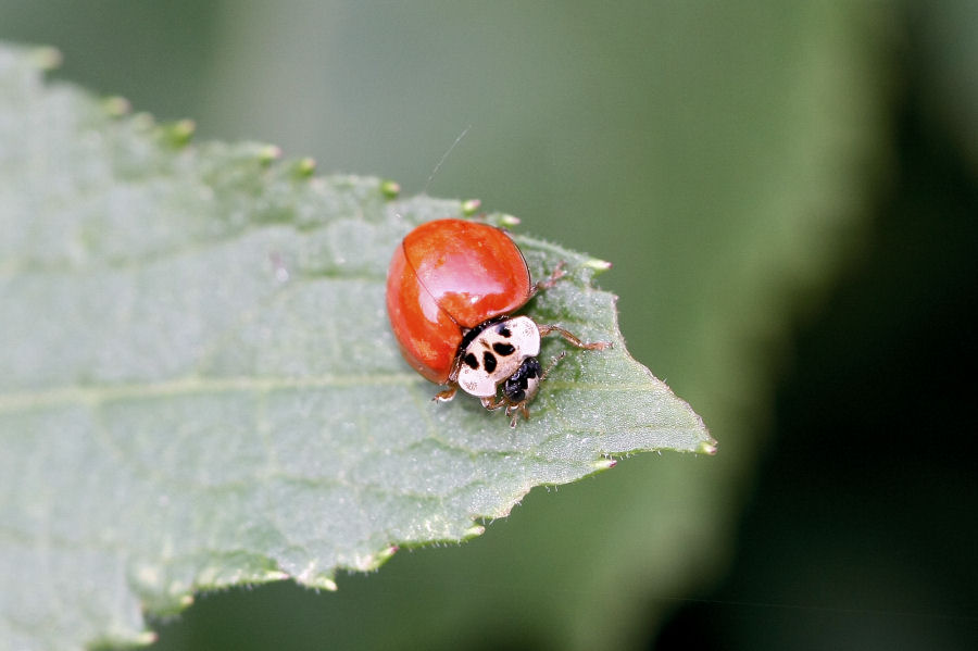 Harmonia axyridis - cannibale