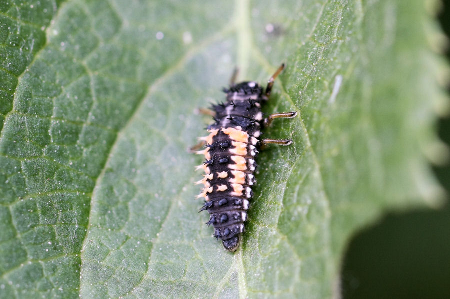 Harmonia axyridis - cannibale