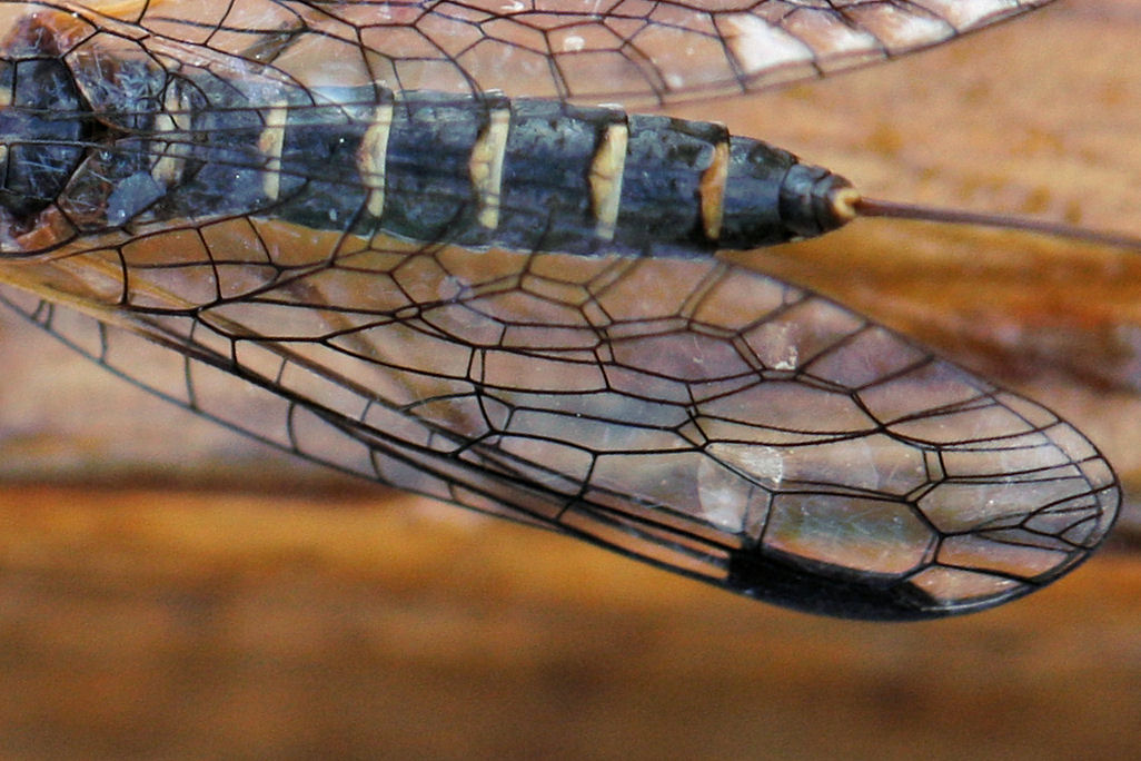 femmine di Inocellidae