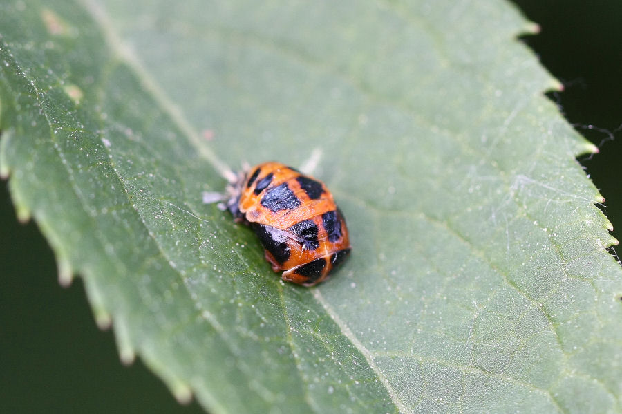 Harmonia axyridis - cannibale