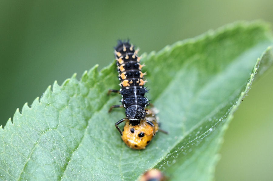 Harmonia axyridis - cannibale