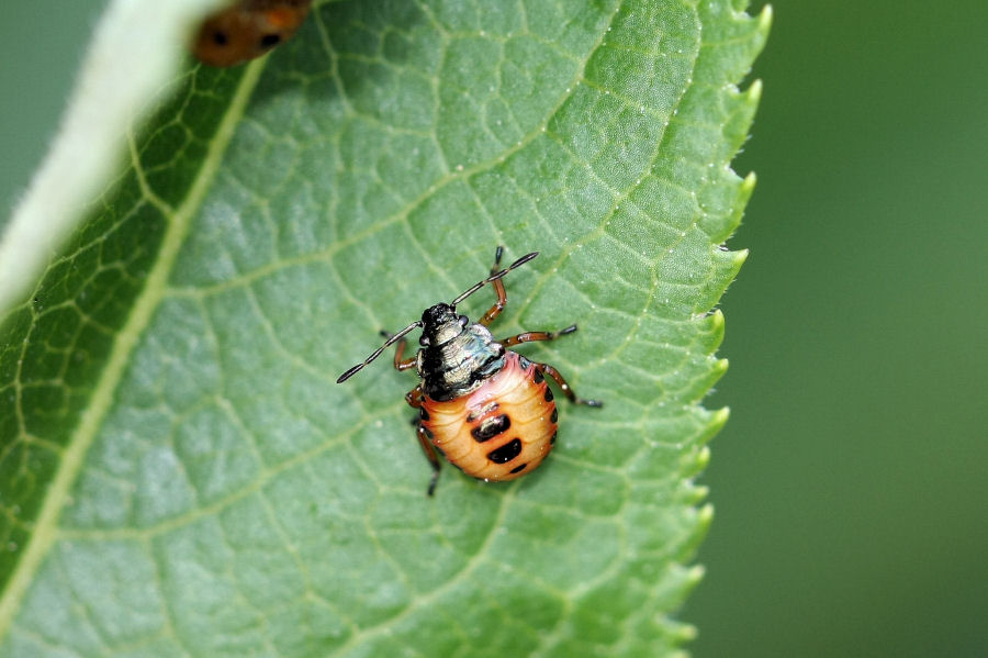 Pentatomide: giovane di Zicrona coerulea dell''Emilia