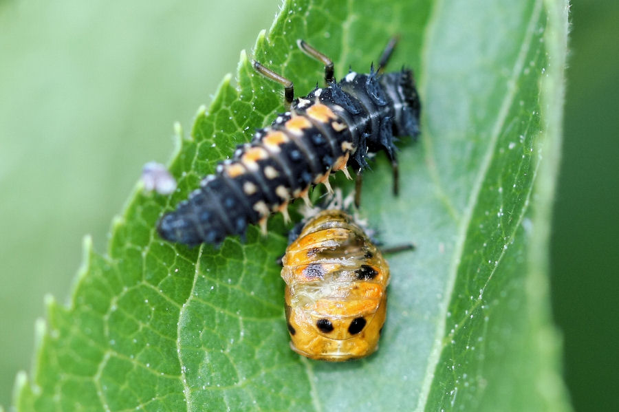 Harmonia axyridis - cannibale