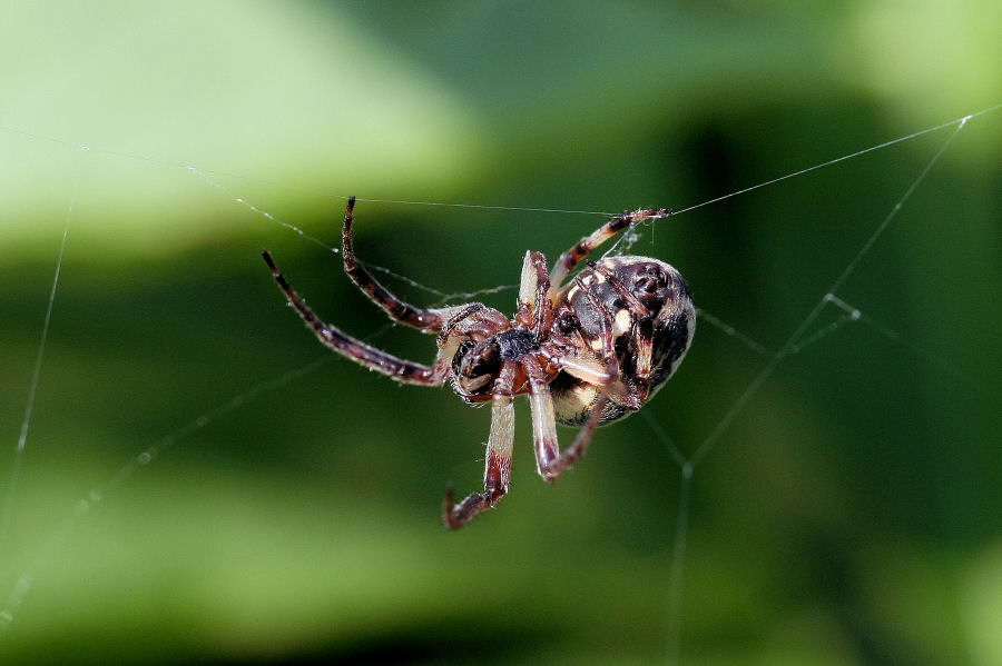 Larinioides sp.