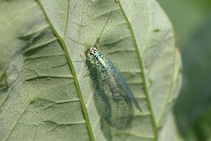 Chrysopa perla