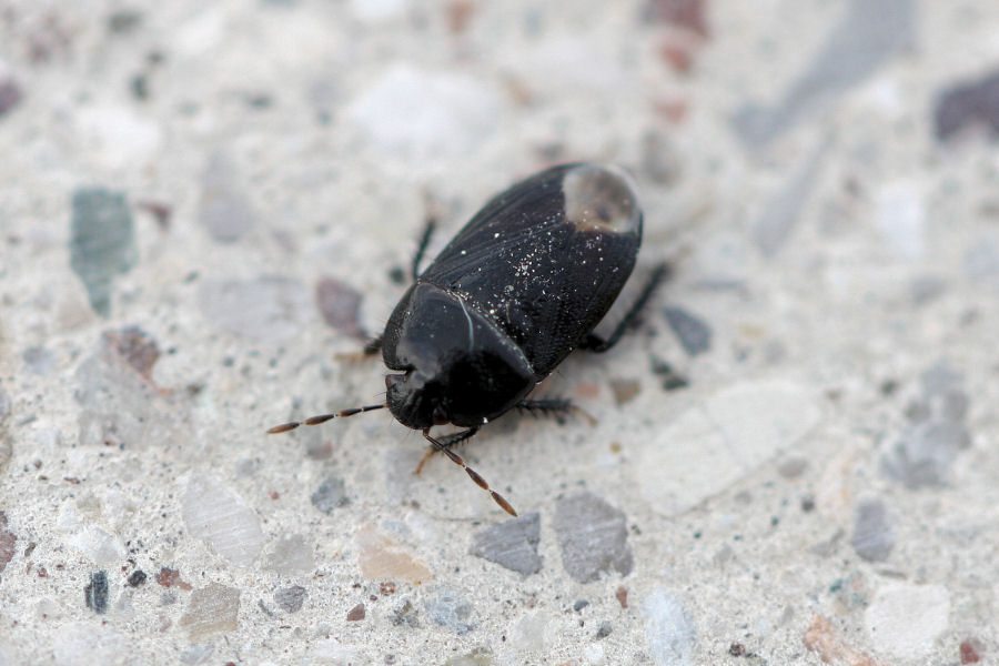 Cydnidae: Geotomus punctulatus dell'' Emilia (BO)