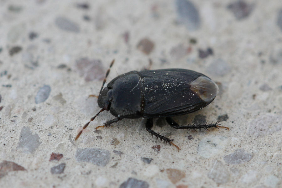 Cydnidae: Geotomus punctulatus dell'' Emilia (BO)