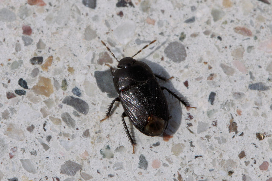 Cydnidae: Geotomus punctulatus dell'' Emilia (BO)