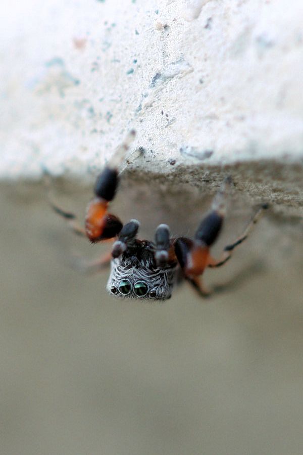 Ballus rufipes