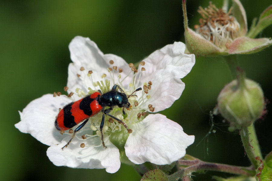 Trichodes apiarius