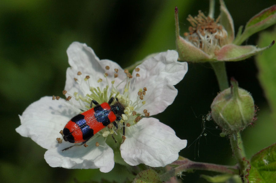 Trichodes apiarius