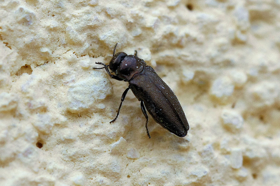 Buprestide da identificare (Coraebus elatus?)