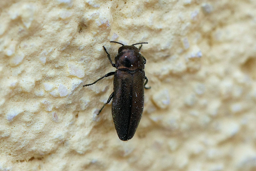 Buprestide da identificare (Coraebus elatus?)