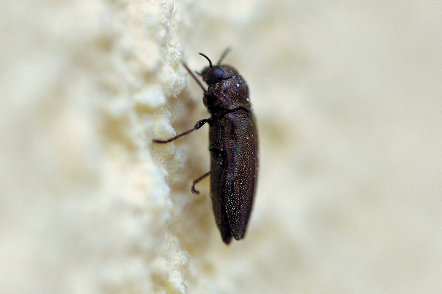 Buprestide da identificare (Coraebus elatus?)