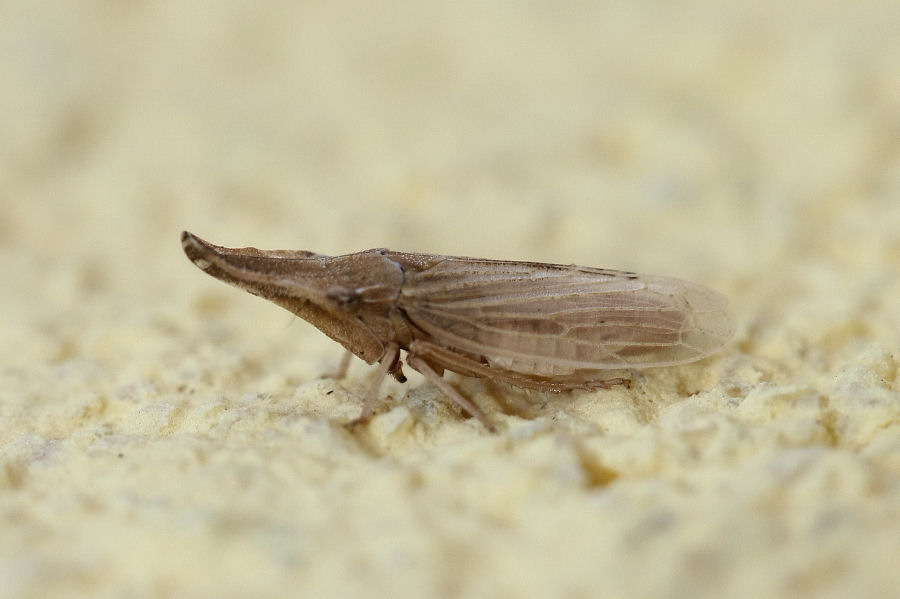 Eupelix cuspidata