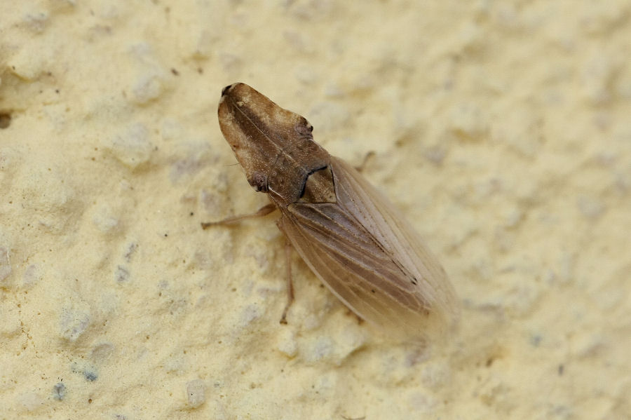 Eupelix cuspidata