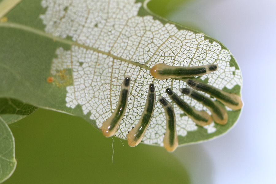 Larve e adulti di Caliroa sp., Tenthredinidae