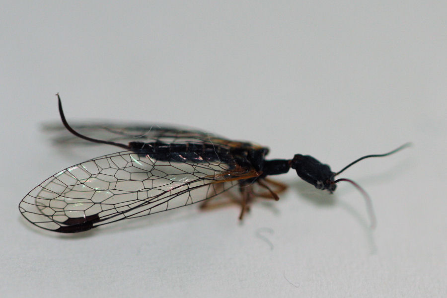 femmine di Inocellidae