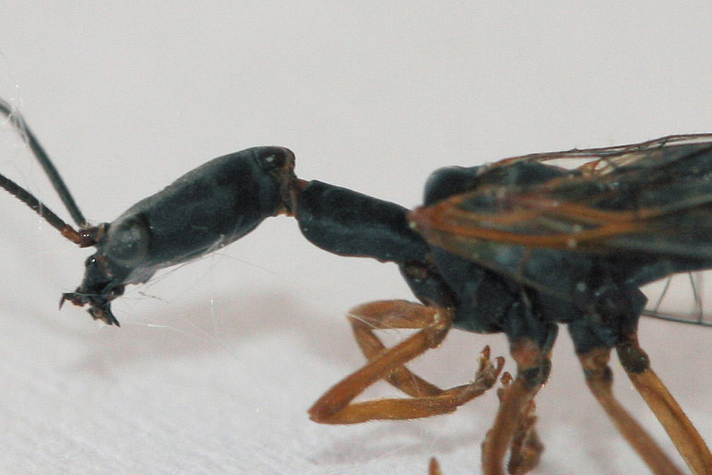 femmine di Inocellidae