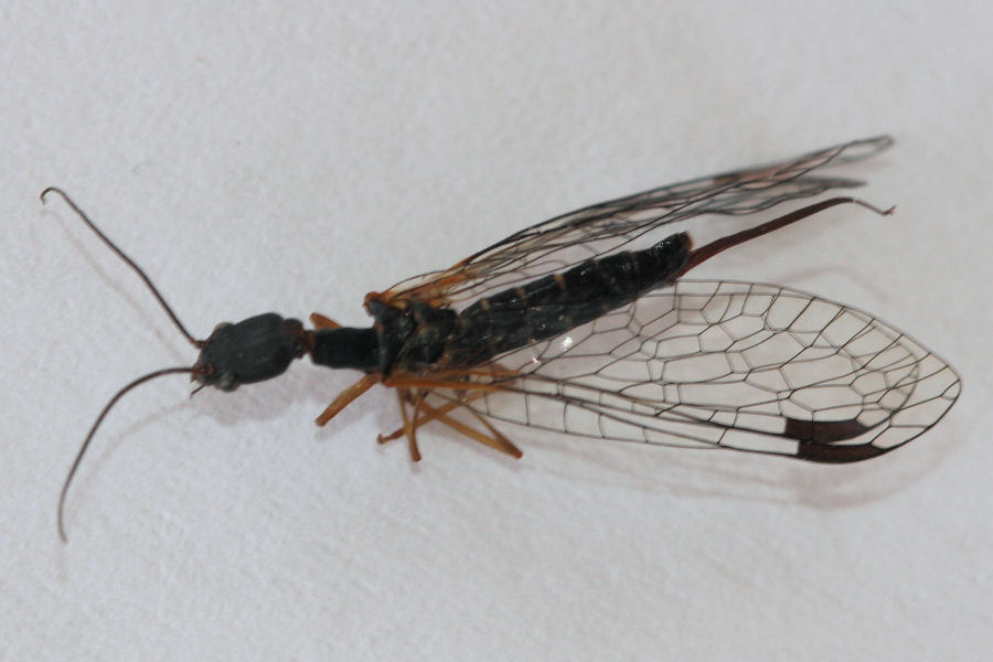 femmine di Inocellidae