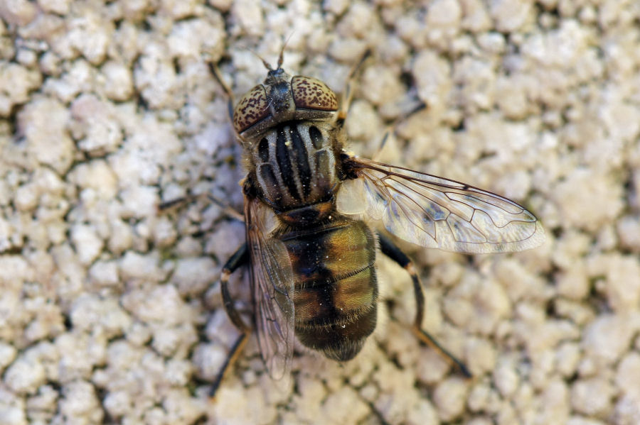 Eristalinus sp.