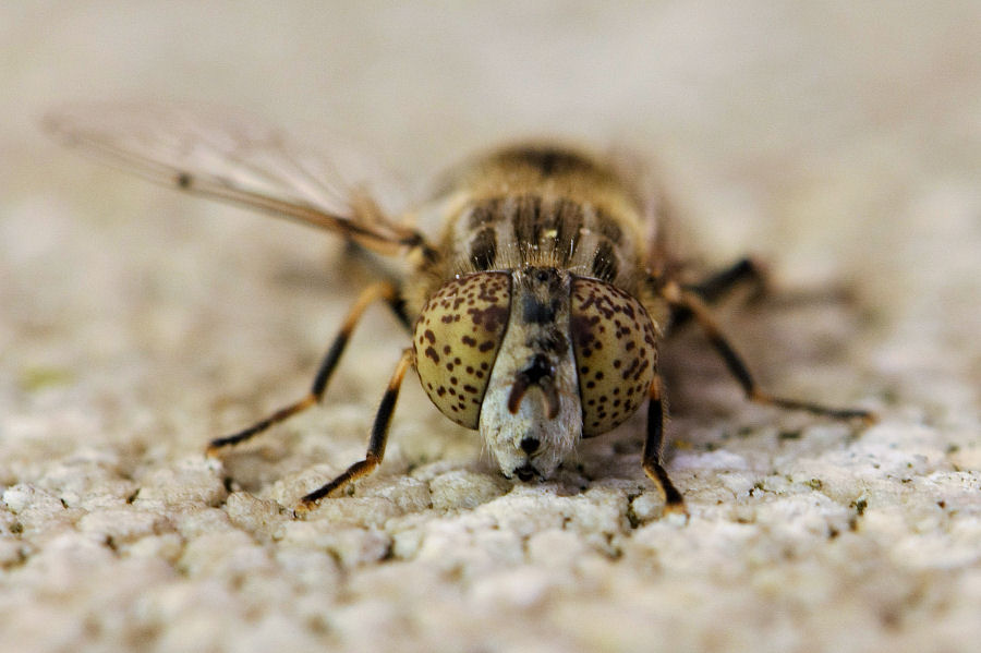 Eristalinus sp.