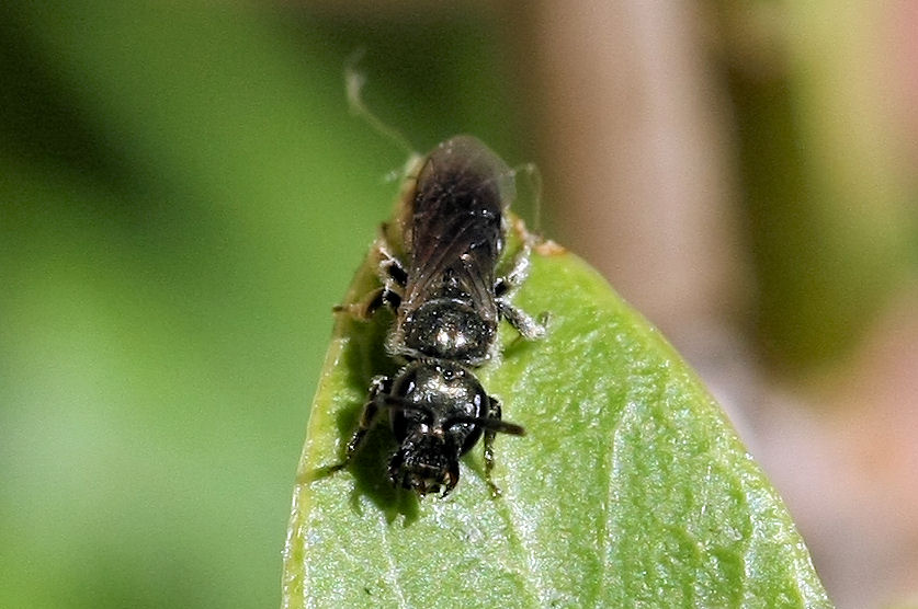 Apidae Halictinae ?