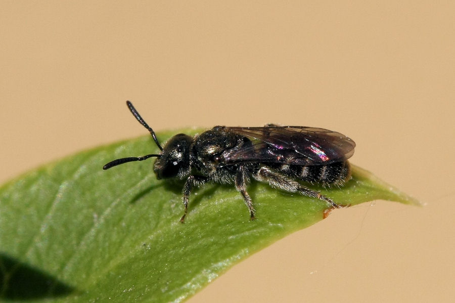 Apidae Halictinae ?