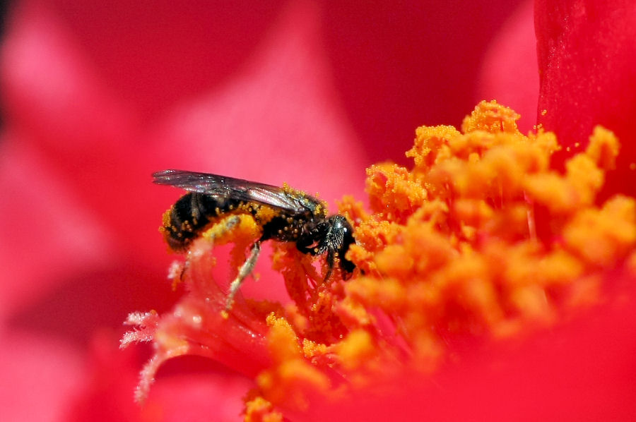 Apidae Halictinae ?