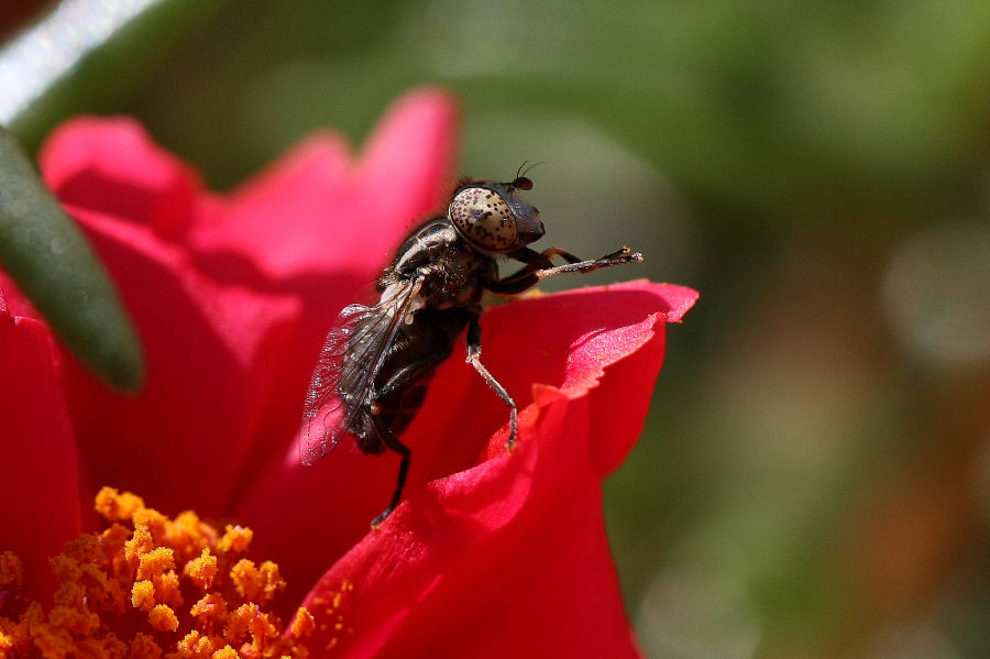 Eristalinus sp.