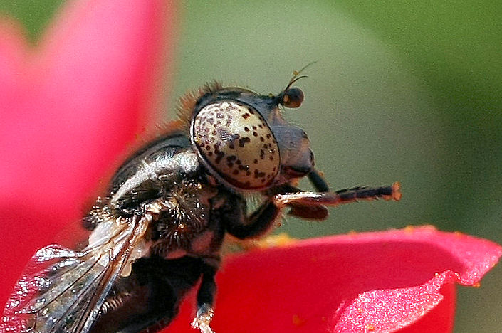 Eristalinus sp.