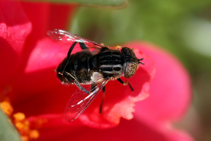 Eristalinus sp.