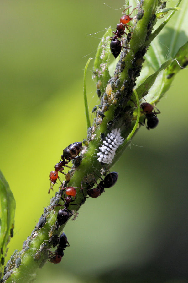 Afidi, formiche e larva di Scymnus sp. (Coccinellidae)