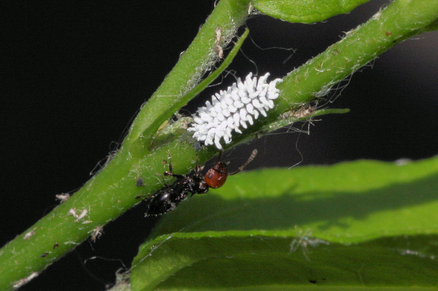 Afidi, formiche e larva di Scymnus sp. (Coccinellidae)